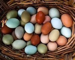 œufs de poules multicolores